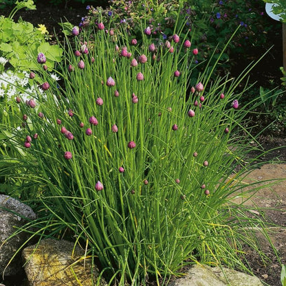 Purløg i 13 cm potte