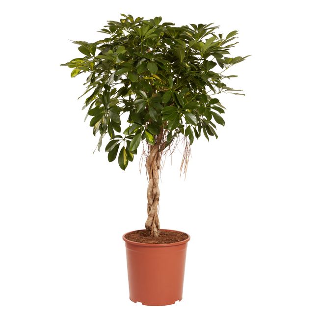 Szeflera Gold Capella GoodHome 30 cm