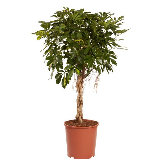 Szeflera Gold Capella GoodHome 30 cm