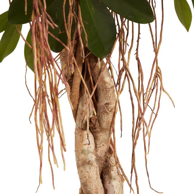 Szeflera Gold Capella GoodHome 30 cm