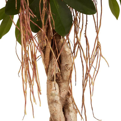 Szeflera Gold Capella GoodHome 30 cm