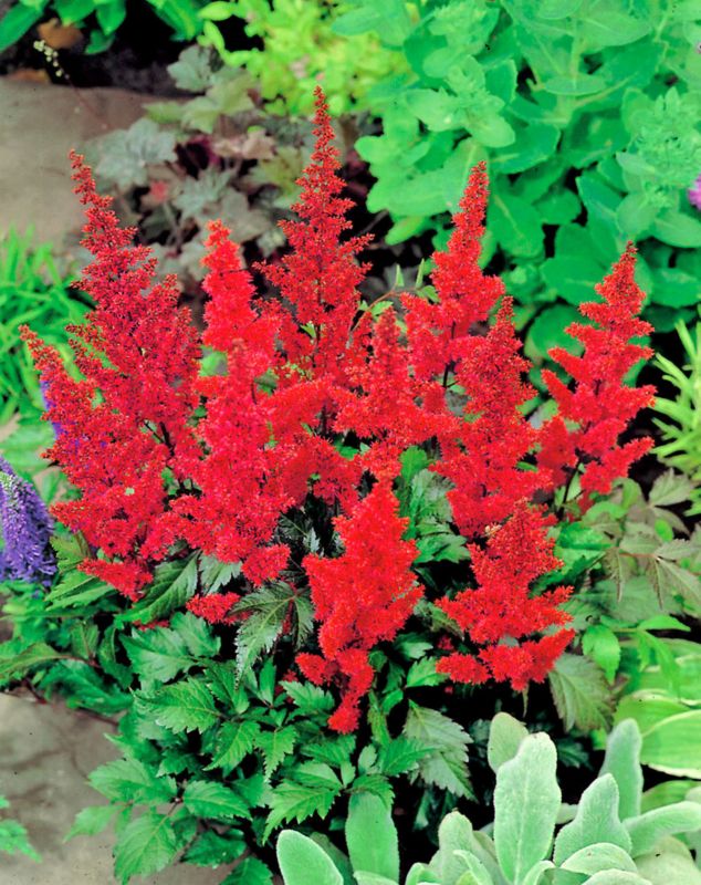 Astilbe Fanal plante med bordeaux blomster
