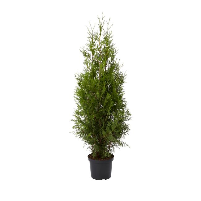 Thuja Brabant Verve 15 l