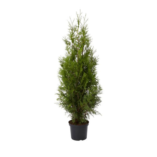 Thuja Brabant Verve 15 l