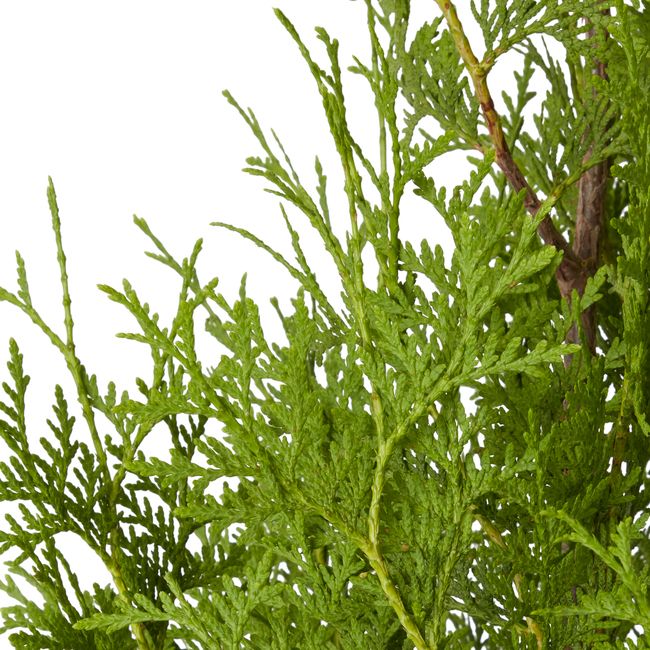 Thuja Brabant Verve 15 l