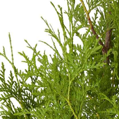 Thuja Brabant Verve 15 l