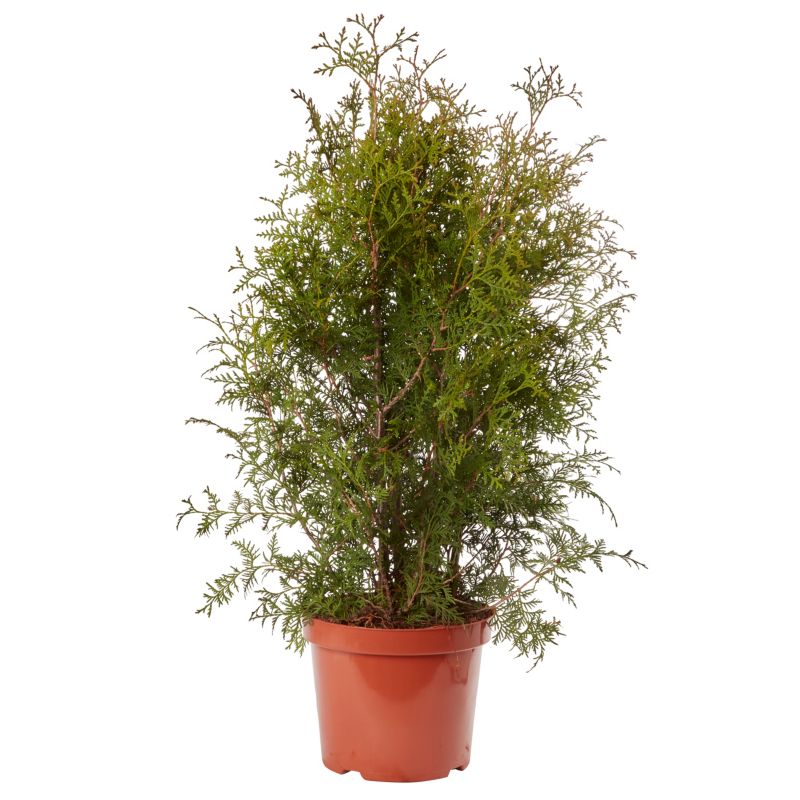 Thuja Brabant Verve 7,5 l - nem at dyrke og vintergrøn hækplante