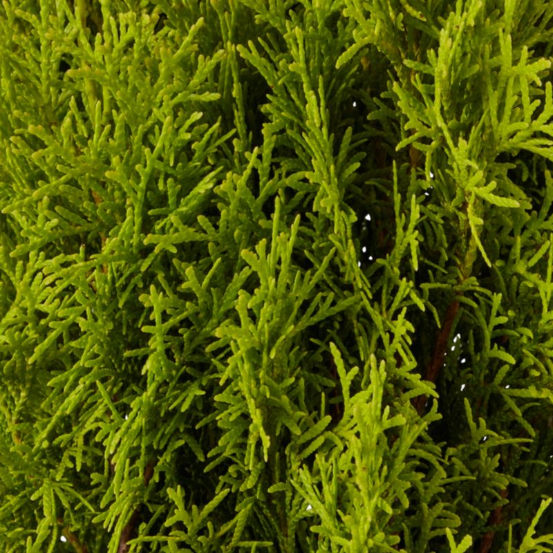 Thuja Brabant Verve 7,5 l - nem at dyrke og vintergrøn hækplante