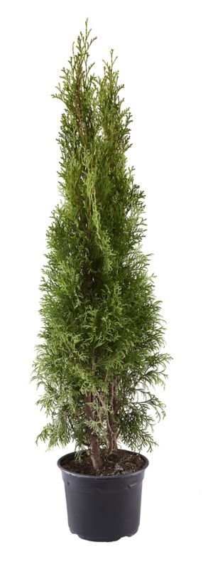 Thuja occidentalis Smaragd 3L
