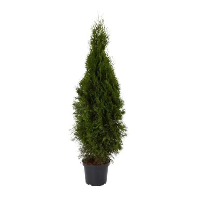 Thuja Smaragd 120-140 cm - ideel til have og bygrønne områder