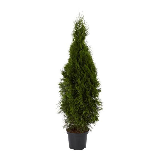Thuja Smaragd 120-140 cm - ideel til have og bygrønne områder
