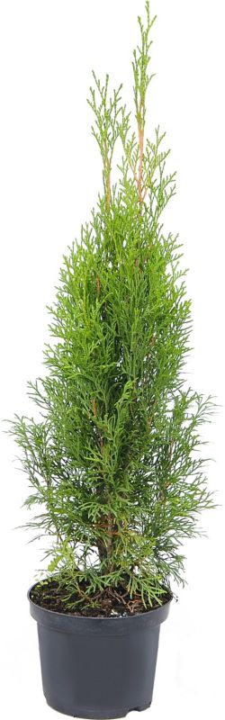 Thuja Smaragd 2 L – ideel til levende hegn
