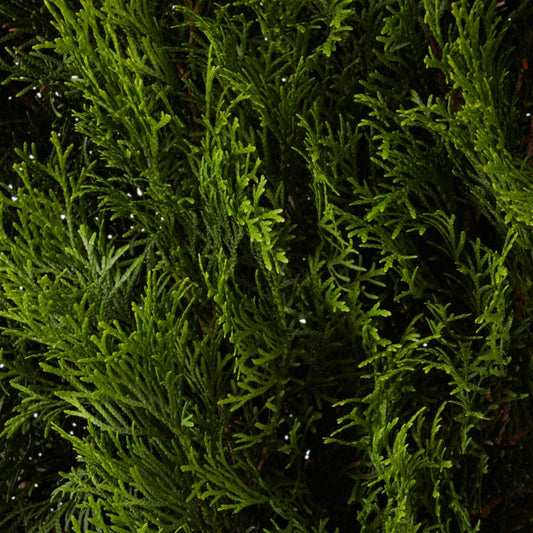 Thuja Smaragd Verve 15 l