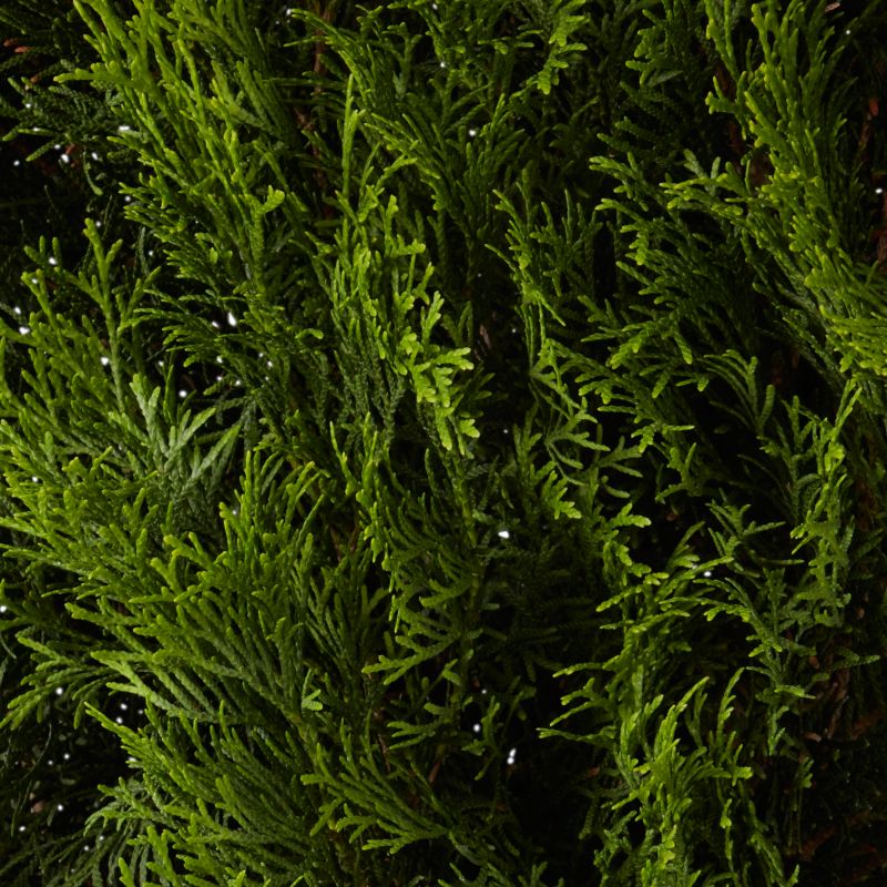 Thuja Smaragd Verve 7,5 l