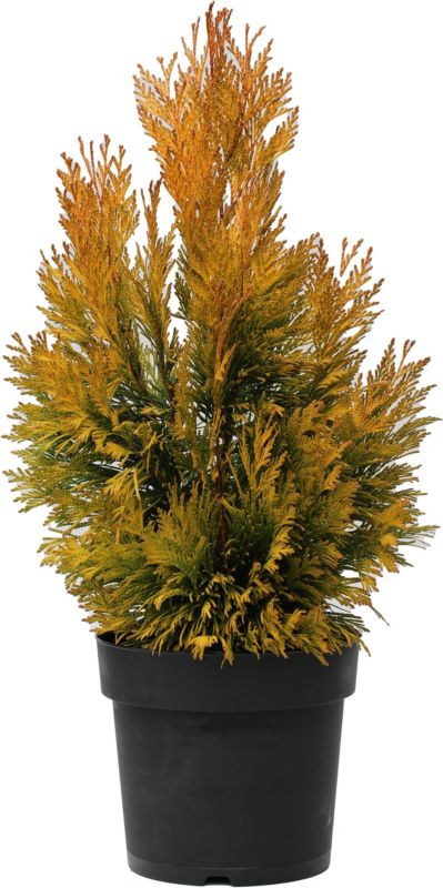 Thuja 4Ever Goldy Verve 5 l - gylden nåletræ til haven