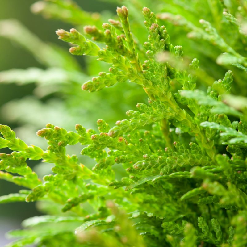 Thuja Danica Verve 2 l – dekorativ kugleformet nåletræ