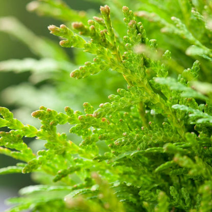 Thuja Danica Verve 2 l – dekorativ kugleformet nåletræ