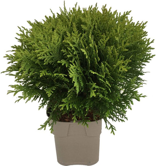 Thuja Danica Verve 2 l – dekorativ kugleformet nåletræ