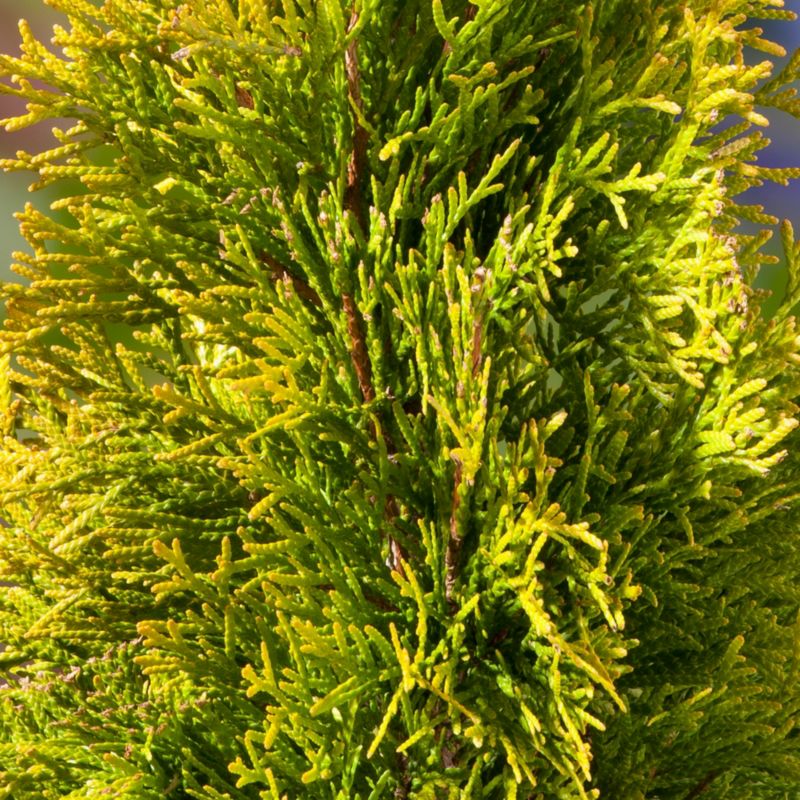 Thuja Golden Smaragd Verve 5 l - dekorativ og hårdfør nåletræsbusk