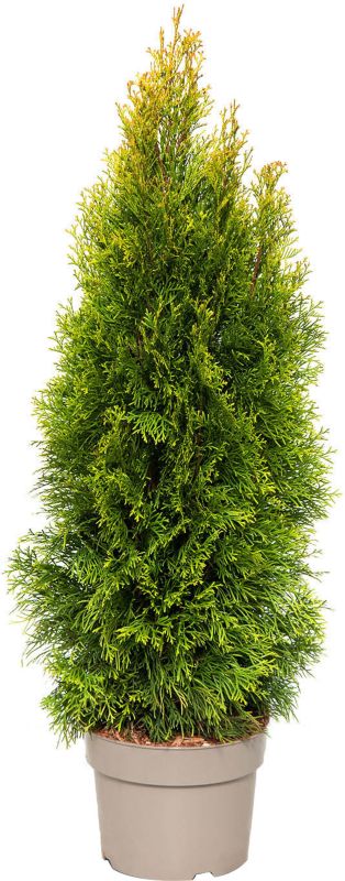 Thuja Golden Smaragd Verve 5 l - dekorativ og hårdfør nåletræsbusk