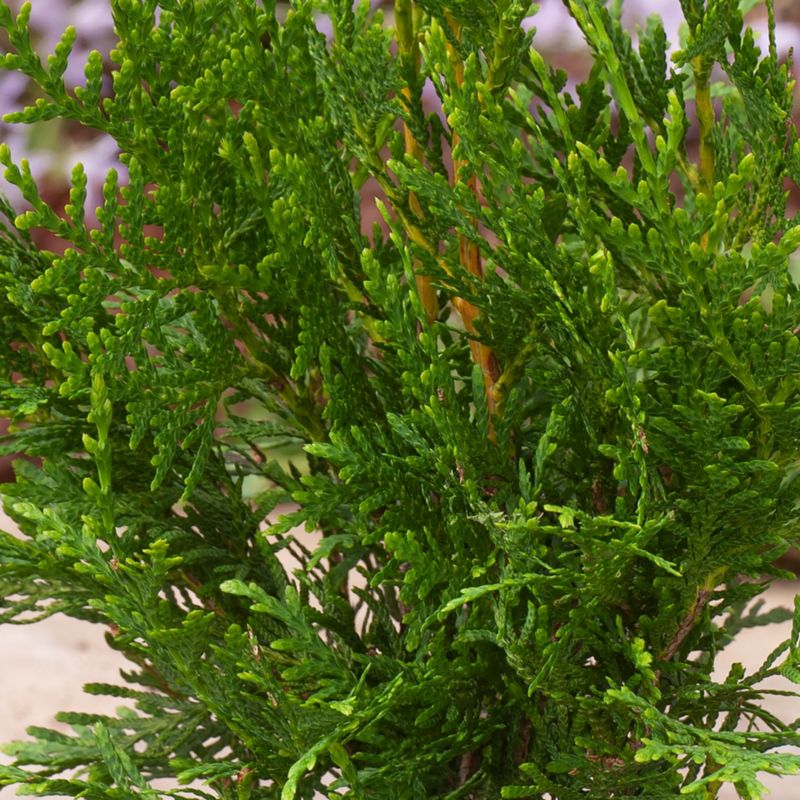 Thuja King of Brabant Verve 5 l – hurtigvoksende og nem at forme