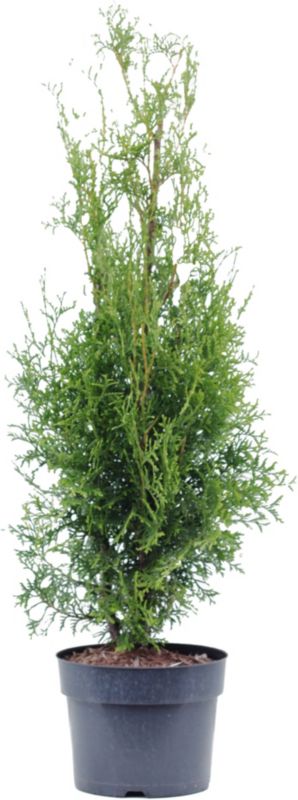 Thuja King of Brabant Verve 5 l – hurtigvoksende og nem at forme