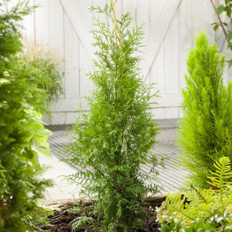 Thuja King of Brabant Verve 5 l – hurtigvoksende og nem at forme