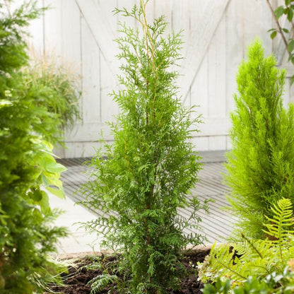 Thuja King of Brabant Verve 5 l – hurtigvoksende og nem at forme