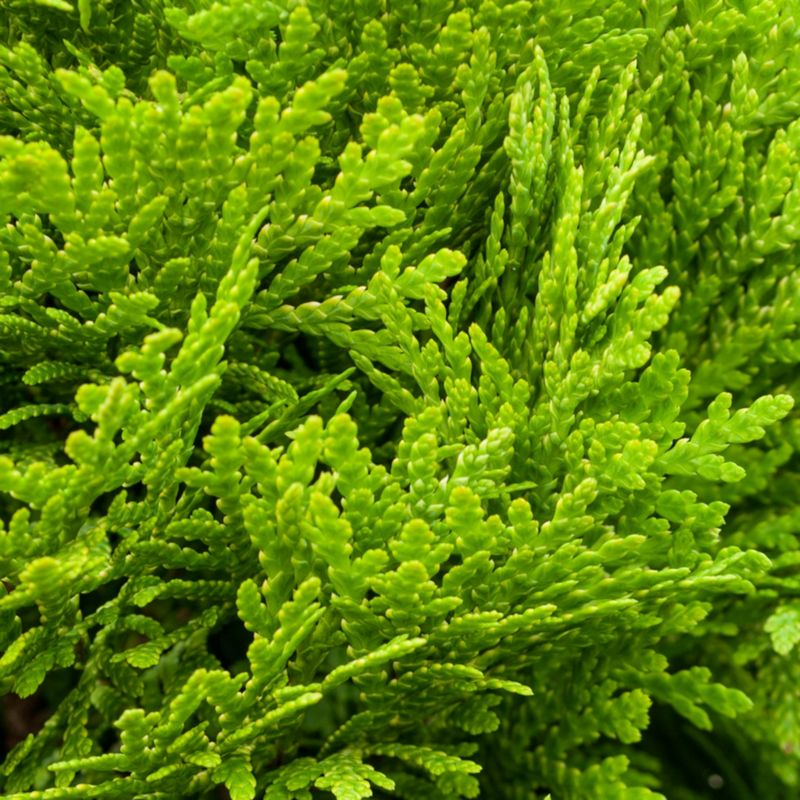 Thuja Mirjam 5 l