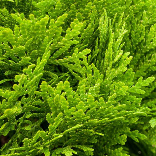 Thuja Mirjam 5 l