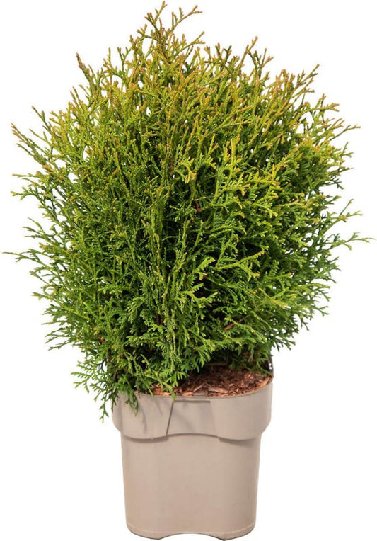 Thuja Tiny Tim Verve 2 l - kompaktet og dekorativ nåletræ