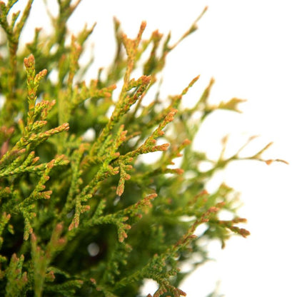 Thuja Tiny Tim Verve 2 l - kompaktet og dekorativ nåletræ