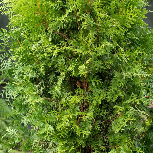 Thuja vestlig livstræ Brabant 7,5 l