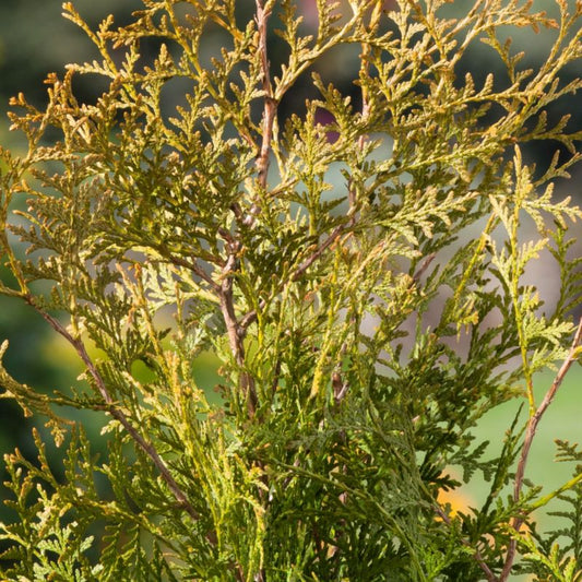 Thuja Vestlig Livstræ Brabant Verve 2 l