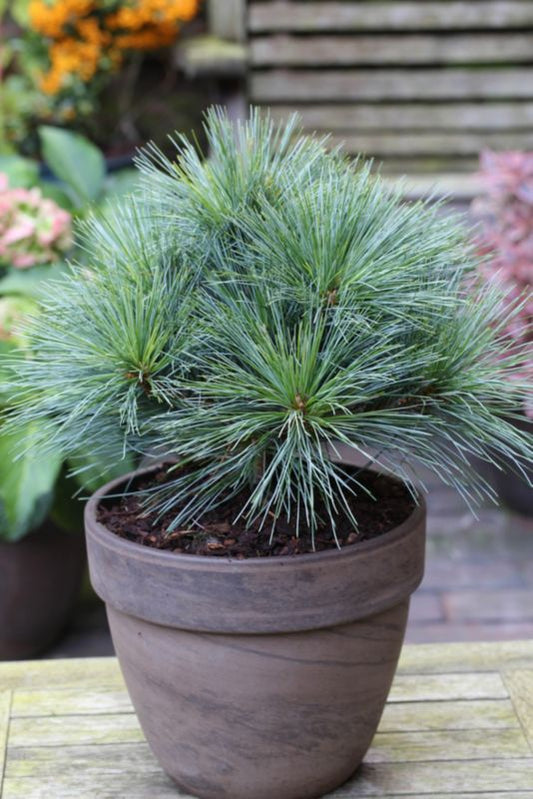Thuja Vestlig Livstræ Rheingold Verve 2 l