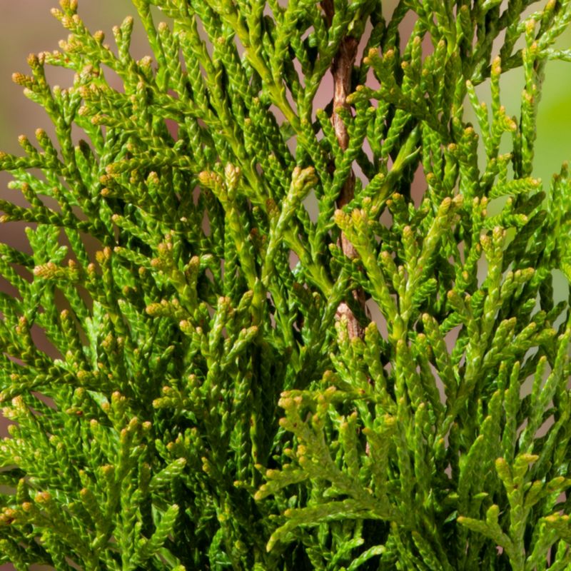 Thuja Smaragd - Vestlig Thuja i 20 l potte