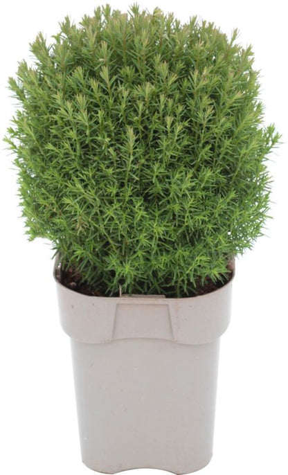 Thuja vestlig livstræ Teddy Verve 2 l