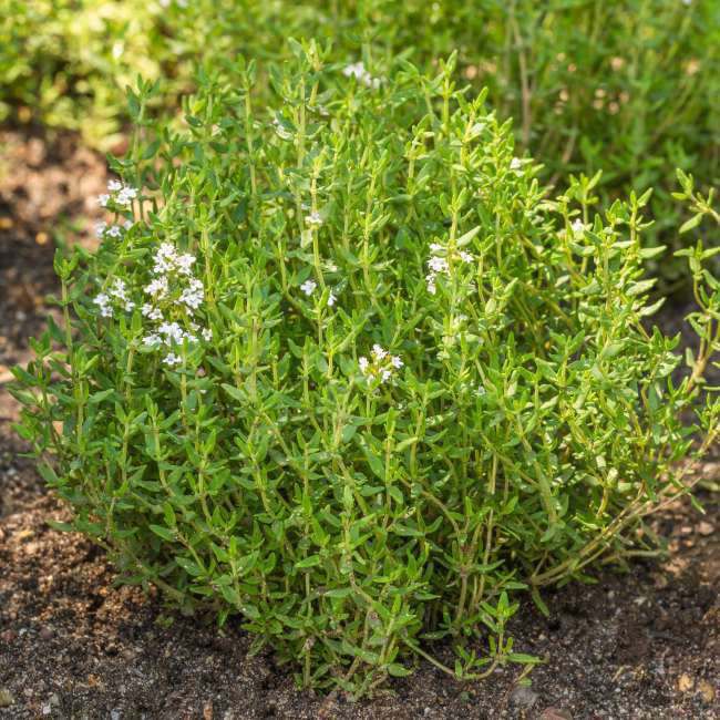 Thymus Silver Queen – aromatisk og vitaminrig potteplante