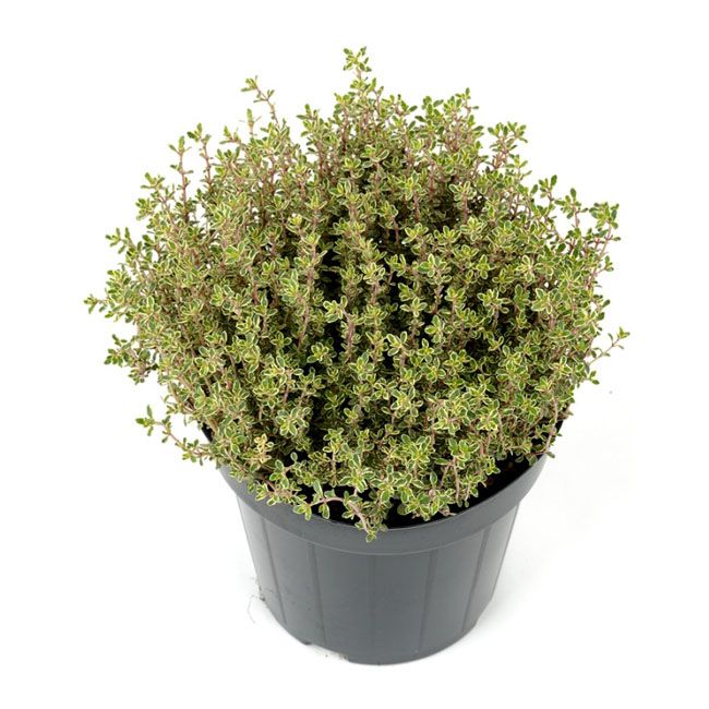 Thymus Silver Queen – aromatisk og vitaminrig potteplante