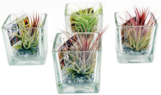 Tillandsia i glasbeholder 6 cm