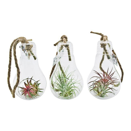 Tillandsia i pæreformet glasbeholder