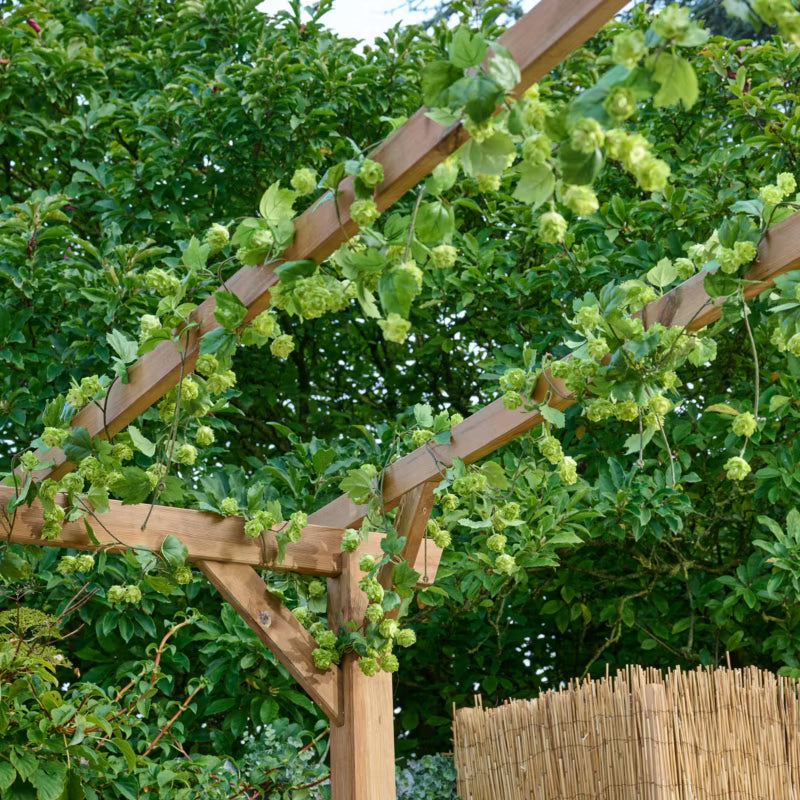 Træpergola Ladna 3x4 m Brun