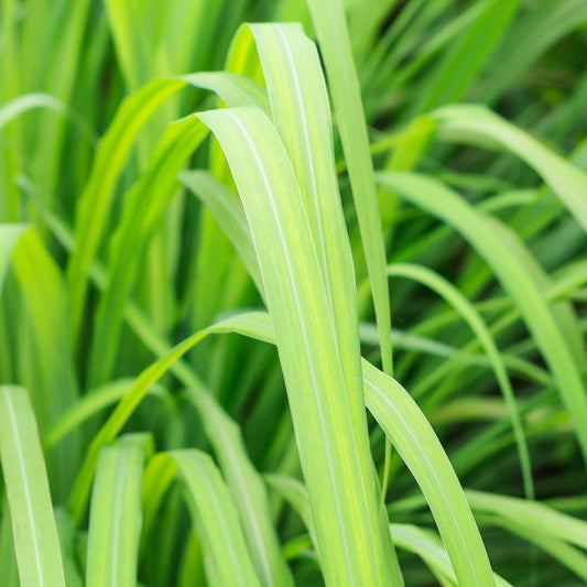 Citronella Verve 10-15 cm