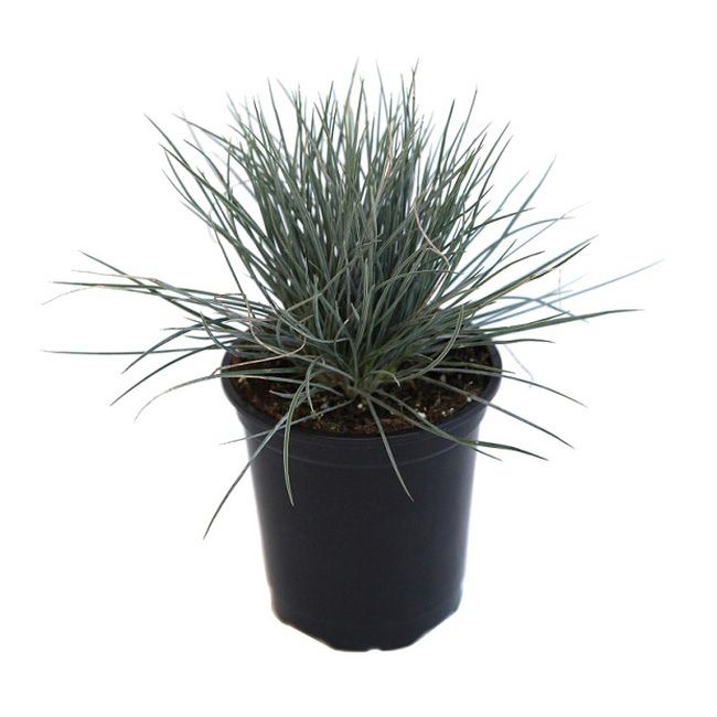 Festuca græs P9