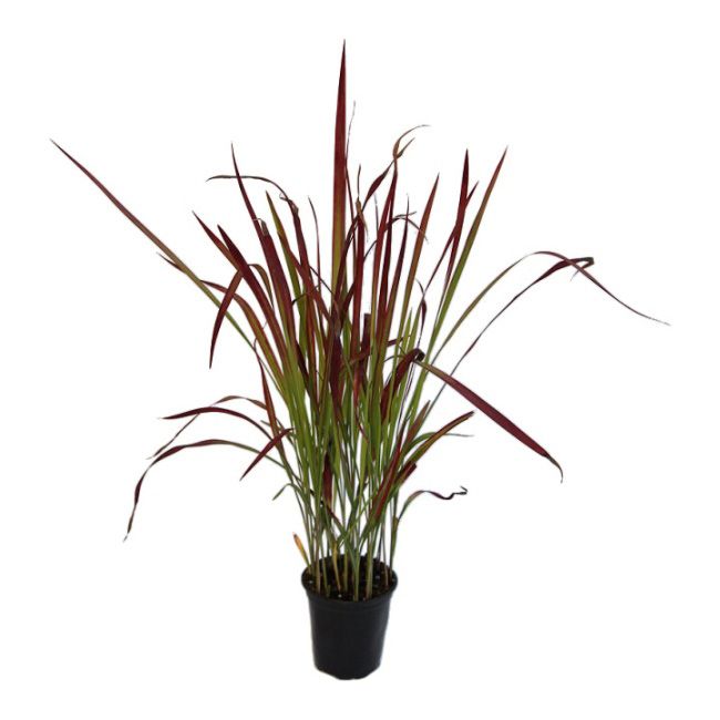 Imperata Red Baron græs P9