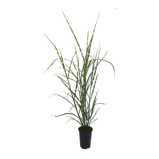 Miscanthus-græs C2
