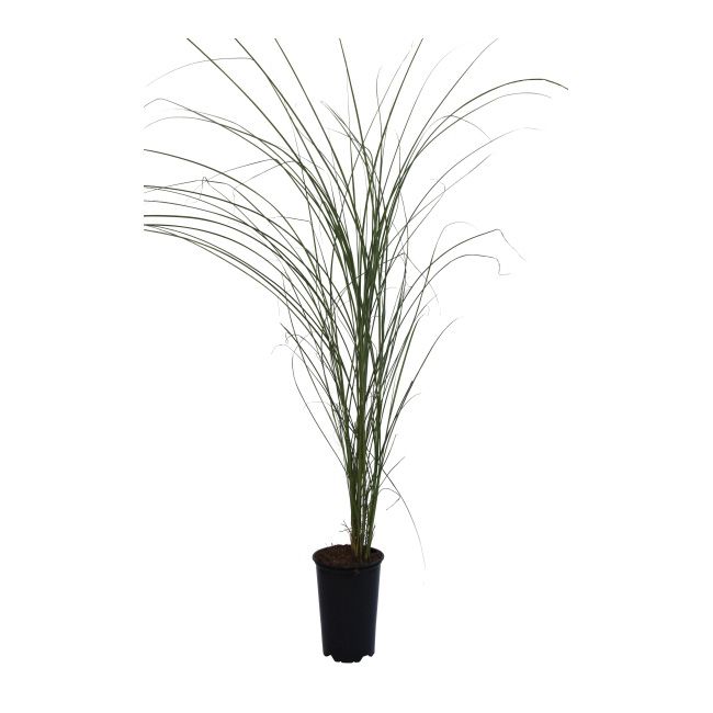 Miscanthus-græs C2