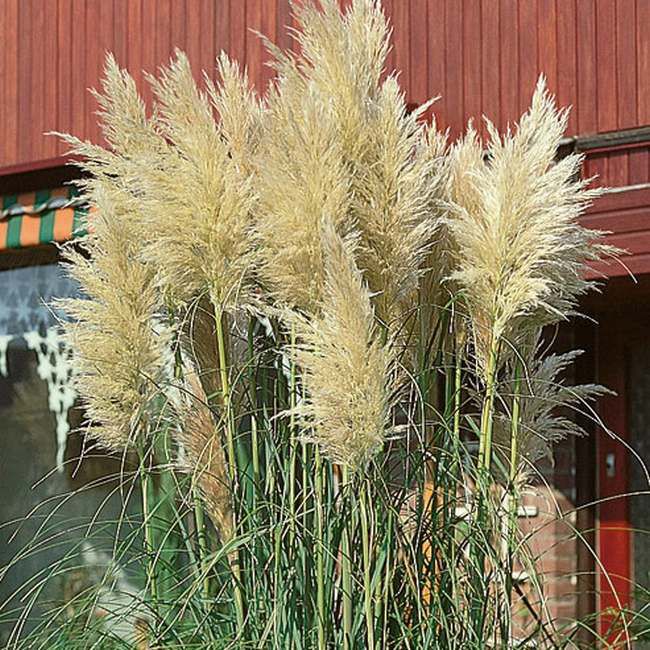 Pampasgræs 13 cm