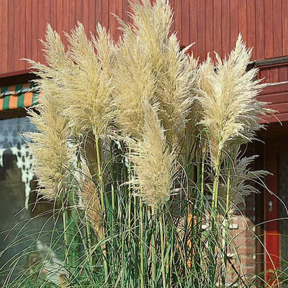 Pampasgræs 13 cm