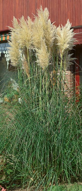 Pampasgræs 13 cm